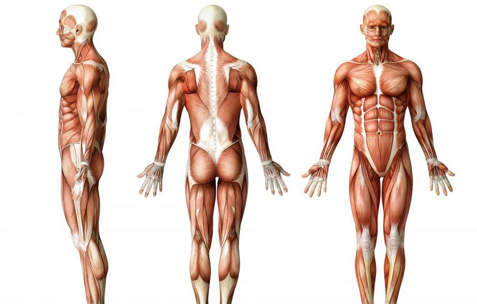 common mistakes in bodybuilding 464675676547 - چگونه از اشتباهات رایج در بدنسازی خودداری کنیم؟