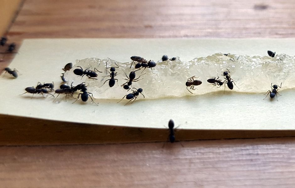 how to get rid of ants 234324324 - چگونه از دست مورچه ها خلاص شویم؟