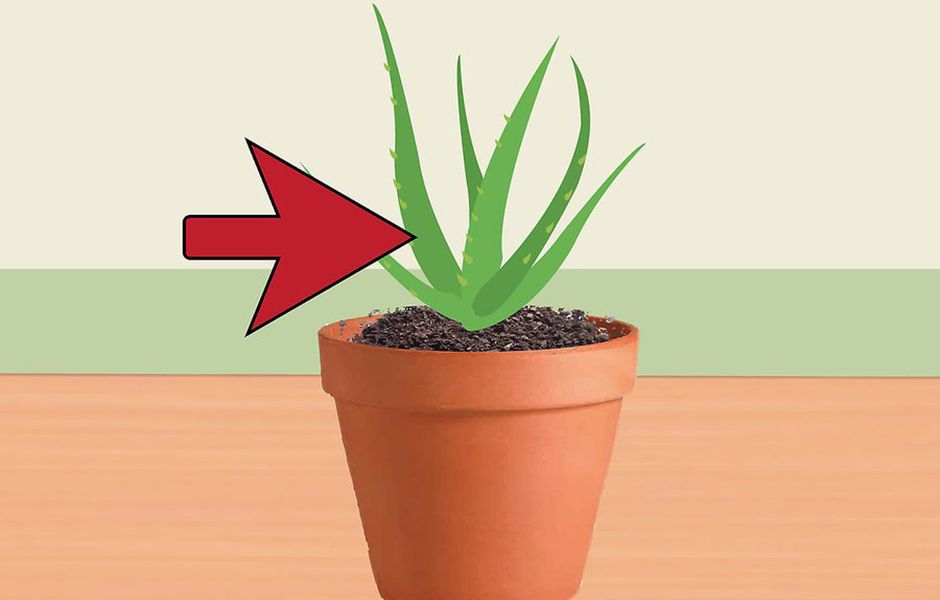how to revive a dying aloe vera plant 323423434 - چگونه گیاه آلوئه ورا را احیا کنیم؟