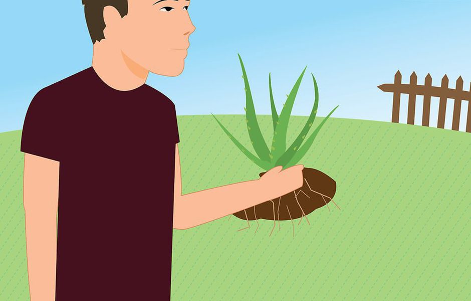 how to revive a dying aloe vera plant 3324324324 - چگونه گیاه آلوئه ورا را احیا کنیم؟
