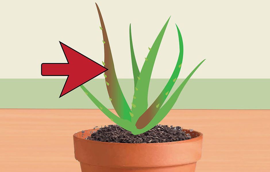 how to revive a dying aloe vera plant 43534454 - چگونه گیاه آلوئه ورا را احیا کنیم؟