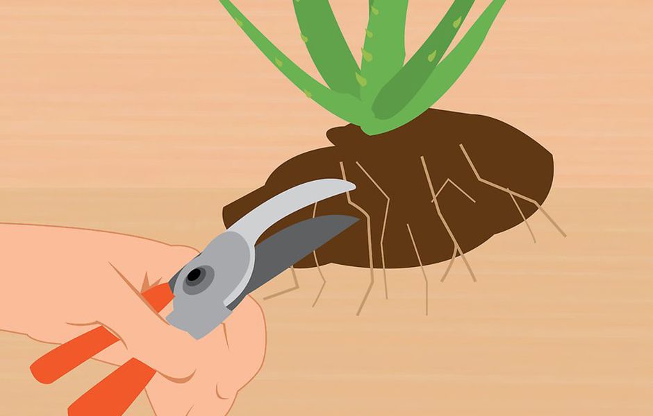 how to revive a dying aloe vera plant 545345435 - چگونه گیاه آلوئه ورا را احیا کنیم؟
