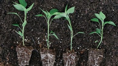 how to improve soil health 2432434 390x220 - چگونه خاک باغچه را تقویت کنیم؟