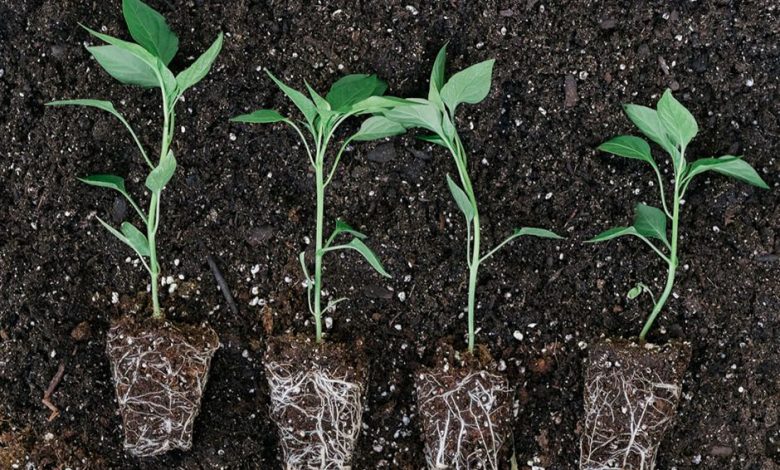 how to improve soil health 2432434 780x470 - چگونه خاک باغچه را تقویت کنیم؟
